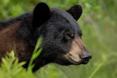 Banff & Jasper: Ultimate Canadian Rockies Experience