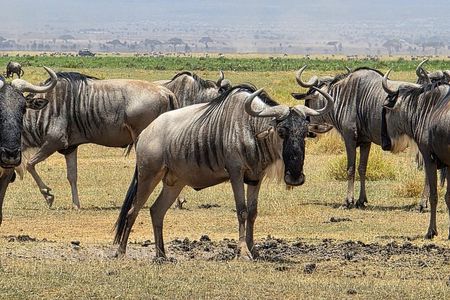 6 Days Kenya Budget Safari Masai Mara Lake Nakuru and Amboseli