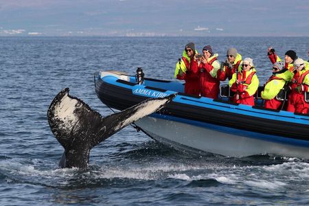 Original Big Whale Safari & Puffins Speedboat Tour from Húsavík