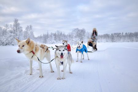 Husky Ride, Reindeer Ride and Ice Fishing One Day Experience