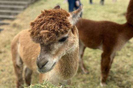 Smooth Alpaca Palooza in Colorado