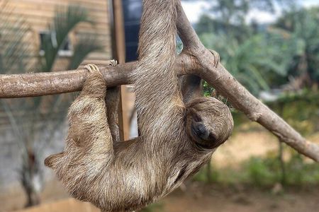 Sloth and Monkey Sanctuary and Beach Break