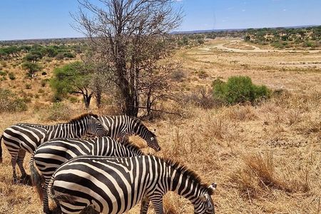 One Day Tour at Tarangire National Park