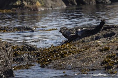 From Nyksund: RIB Boat Seal and Bird Safari