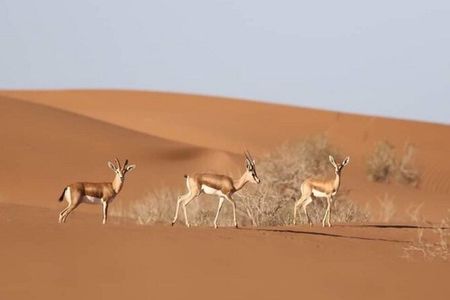 Agadir Jeep Safari & National Park including lunch & hotel pickup