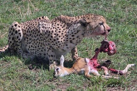 3 Days Maasai Mara Shared Tour with Private Accommodation