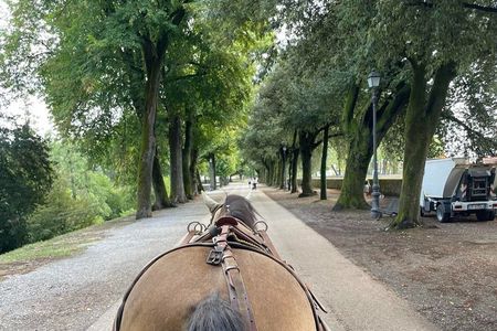 One-hour tour through the historic center and half Renaissance walls
