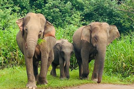 Private Habarana Safari – Minneriya / Kaudulla / Hurulu Eco Park 