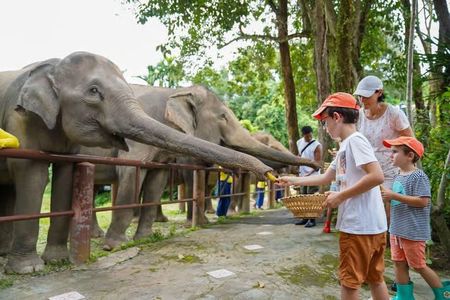 Phuket Ethical Elephant Care Sanctuary Nai Dee Half-Day or 2-Hour