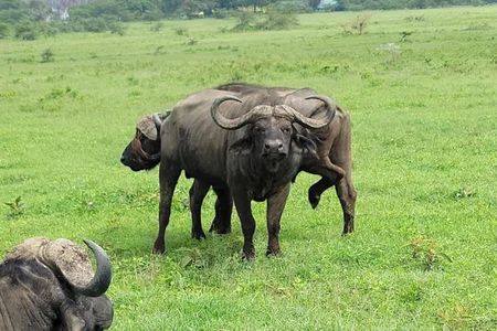 Buffelsfontein game reserve And Bird watching At West Coast Park