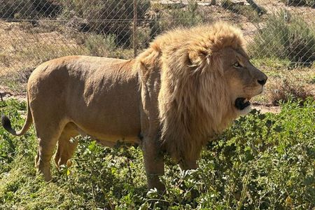 Full-Day Safari at Aquila Private Nature Reserve from Cape Town