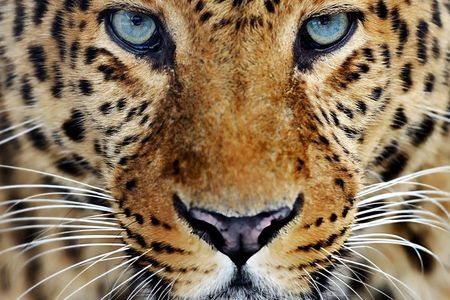 Yala National Park Private Jeep Safari with Entrance Ticket