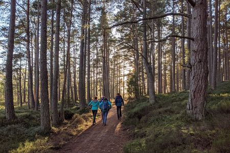 Private Guided Discovery Walk in the Cairngorms