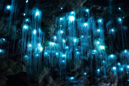 Gold Coast Daytime Scenic Rim Glow Worm Tour + Hop on Hop off Bus