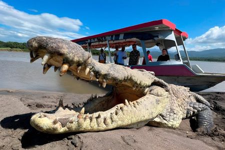 Crocodile Man Tour - THE ORIGINAL Tarcoles River Experience