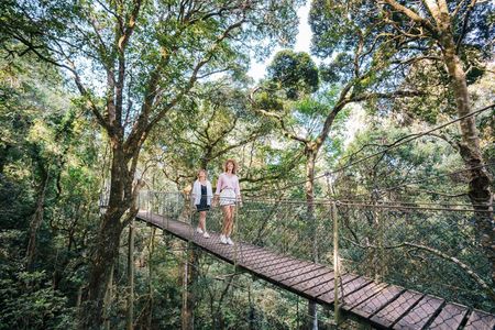 Lamington National Park, O'Reilly's & Vineyard Tour