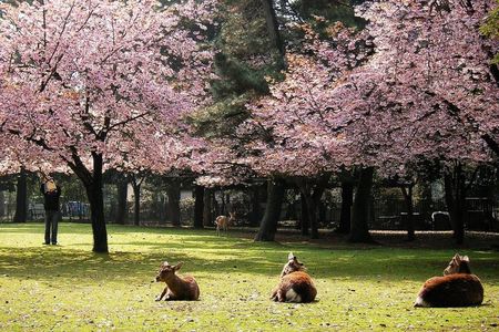 Nara Todaiji Kasuga Taisha Private Full Day Tour From Kyoto