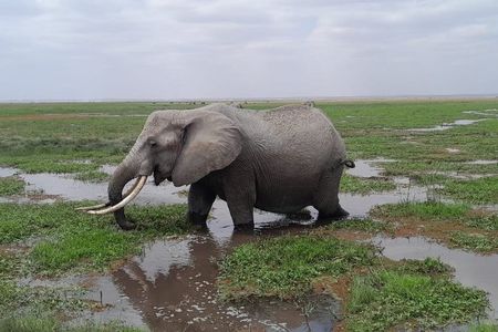 Amboseli Daytrip from Nairobi