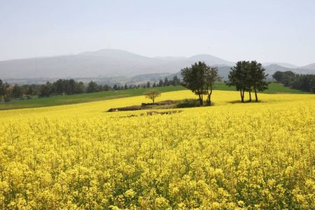 Jeju Trendy Café Tour and When Life Gives You Tangerines