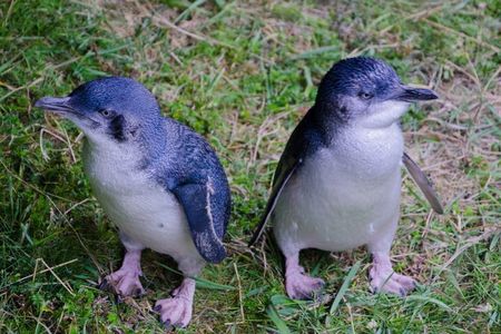 Otago Peninsula Scenery & Little Blue Penguins Evening Tour