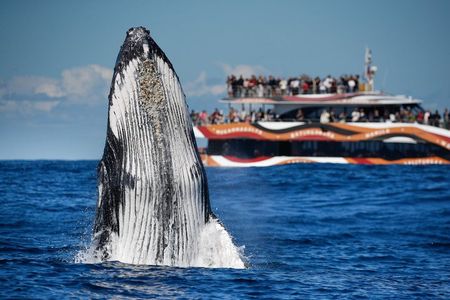 Whale Watching Sydney 2-Hour Express Cruise