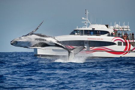 Sydney Whale Watching - 2.5hr Discovery Cruise