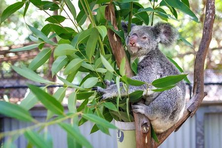 Breakfast with Koalas Experience on Magnetic Island