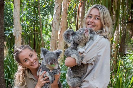 Koala and Wildlife Park Discover Magnetic Islands Native Animals