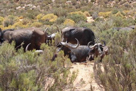 Cape Town Full Day Private Aquila Game Reserve Big 5 Safari