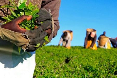 Day tour to Gatura Greens Purple Tea Farm