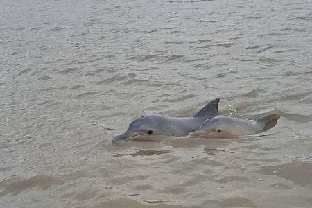 Sunset and Dolphin Tour Suriname