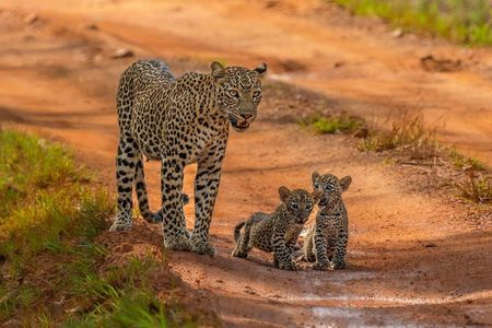 Special Full Day Safari Yala National Park - 04:30 AM to 06:00 PM