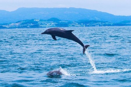 Dolphin Swim and Whale Encounter Experience with Transfer+ Lunch