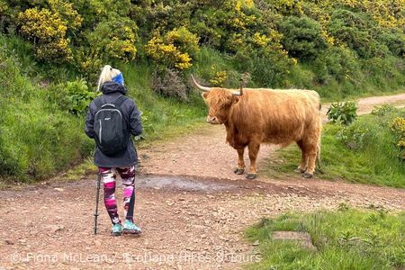 Hills, heather & Highland cows - Hiking in the Pentlands