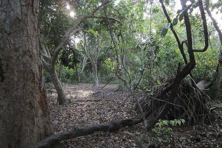 Diani Beach: Kaya Kinondo Sacred Forest Guided Tour