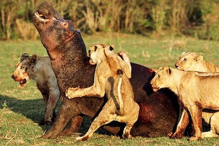  3-Day: Mikumi National Park Safari with Jeep 4x4