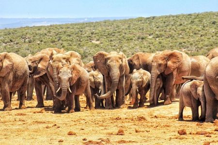 Addo Elephant Full Day Safari With Lunch
