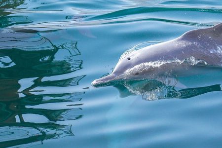 Full-Day Dhow Cruise in Khasab Musandam