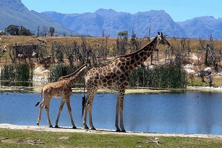 Private Safari Game Drive with Table Mountain Experience