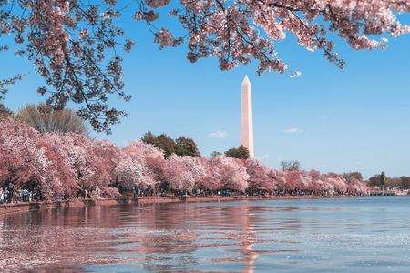 DC Monuments Tour with 10+ Sites & Washington Monument Ticket