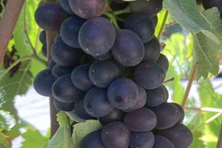  Wine Tours ( private ) 6 full hours .