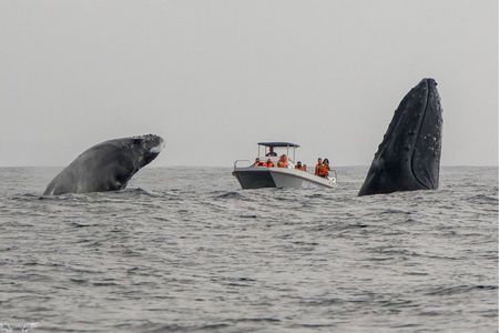 Whale Watching Boat Tour in St Lucia South Africa