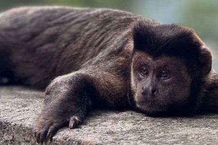 Hiking in the Tijuca Forest : Waterfalls and Caves