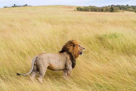2 Days One Night Golden Mikumi Safari Adventure from Zanzibar