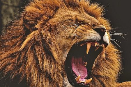 Ssafar Tanzania Park 2days