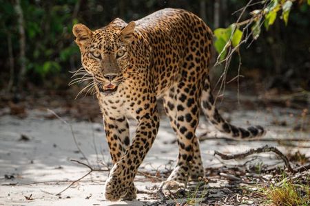 Wilpattu National Park | Half Day Safari Tour