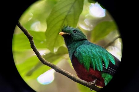 Monteverde Wildlife Discovery with Local Naturalist Guide