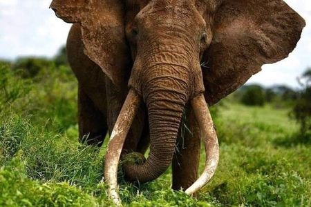 3 Days Elephant Focused Game Drive in Amboseli National Park