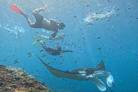 Manta Ray Snorkeling From Bali