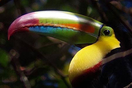 Private Curicancha Birdwatching & Night Wildlife Tour with Johnny